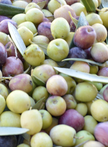 Olives torremesa